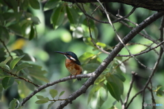 あれこんな所に