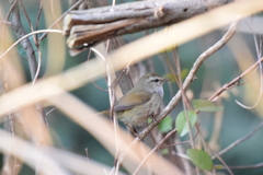 お願い動かないで！！