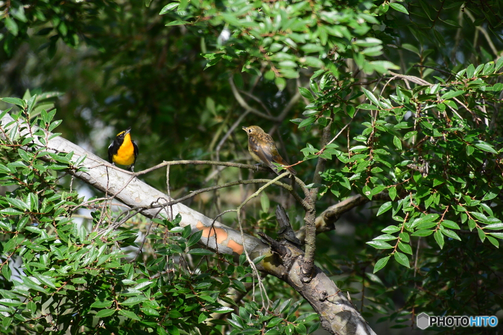 先週は居たのに...