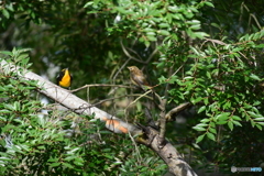 先週は居たのに...