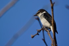 リュウキュウサンショウクイ？