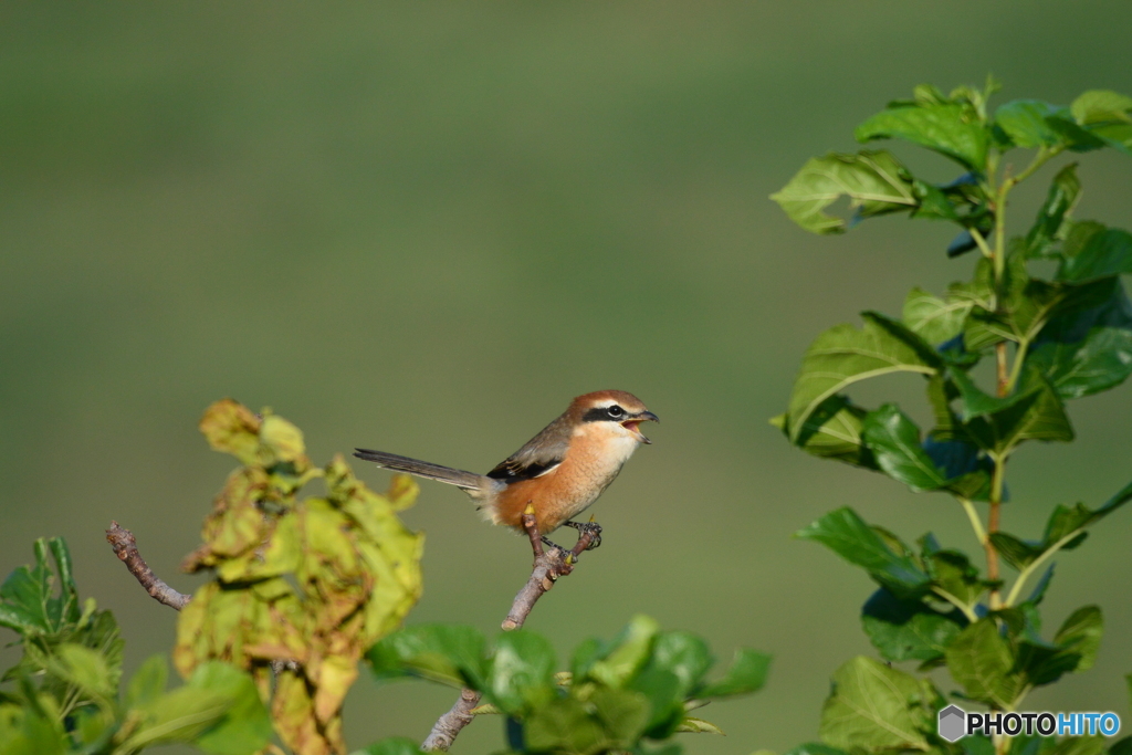 今シーズン初撮り