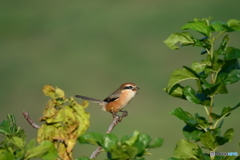 今シーズン初撮り