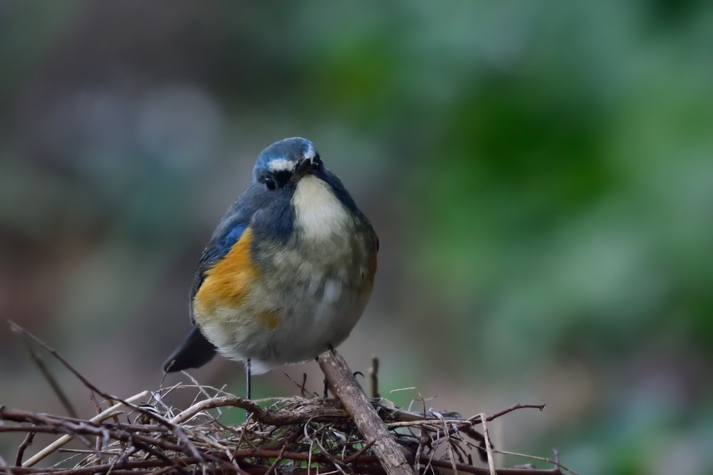 人見知りしないね