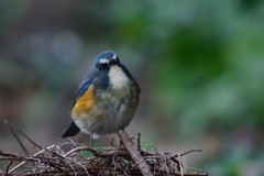 人見知りしないね