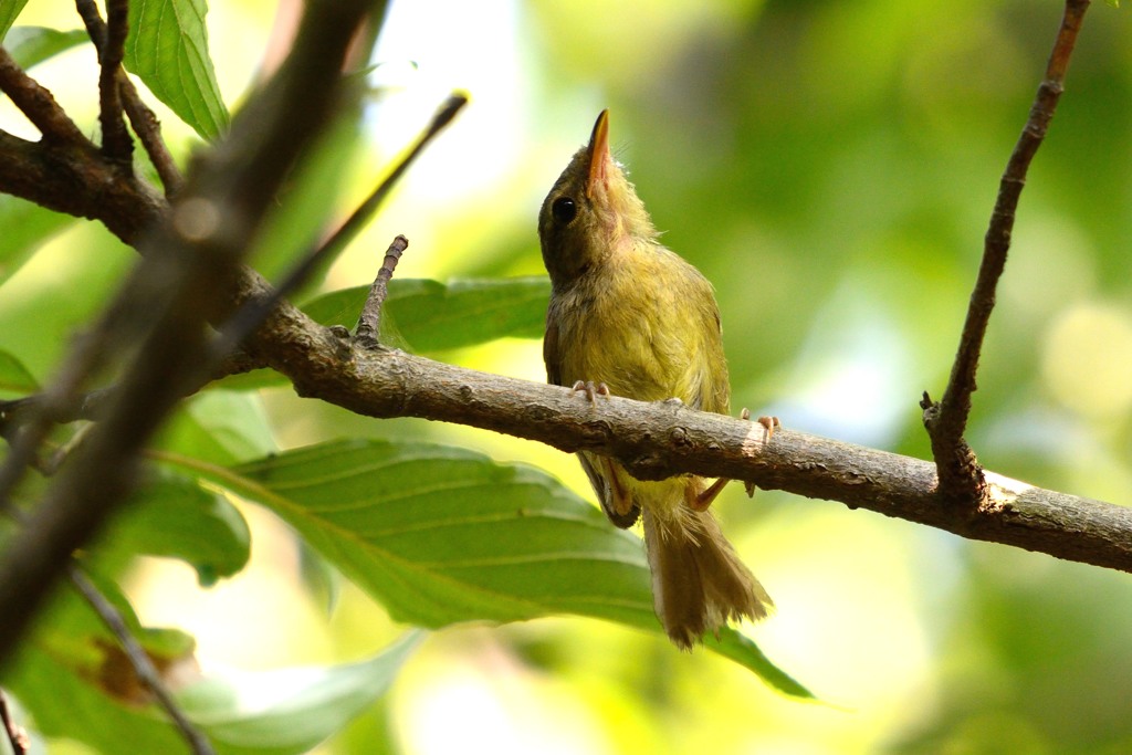 なかなか撮れません