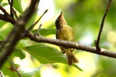 なかなか撮れません