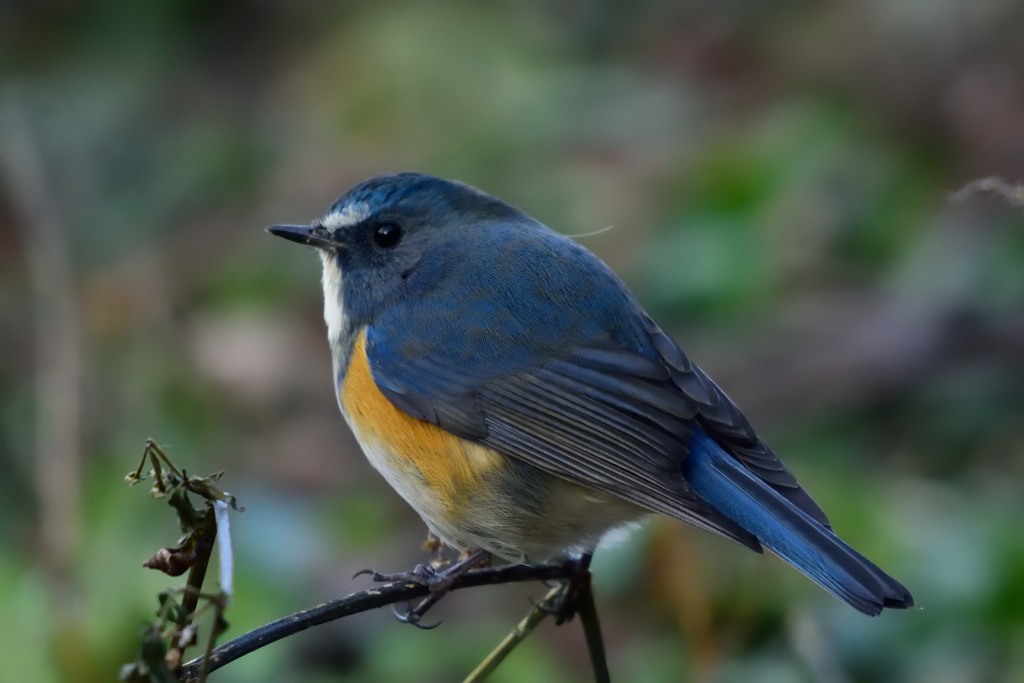 遊んでくれてありがとう