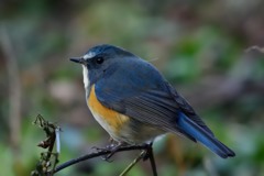 遊んでくれてありがとう