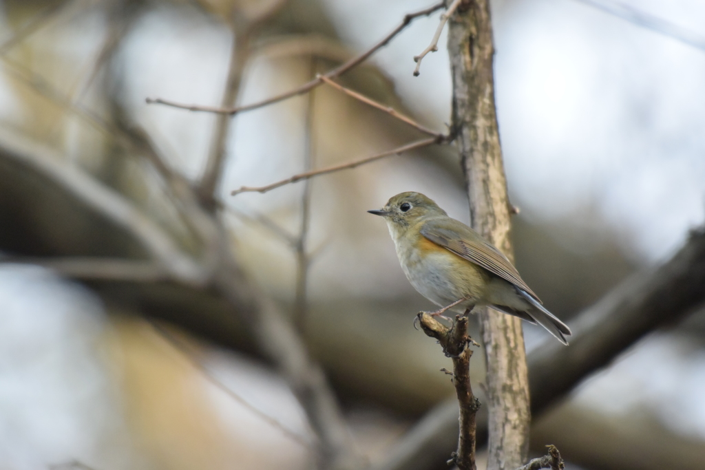 今シーズンはもうお別れかな？