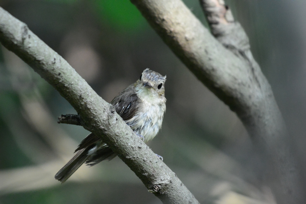 キビタキ（母さん）