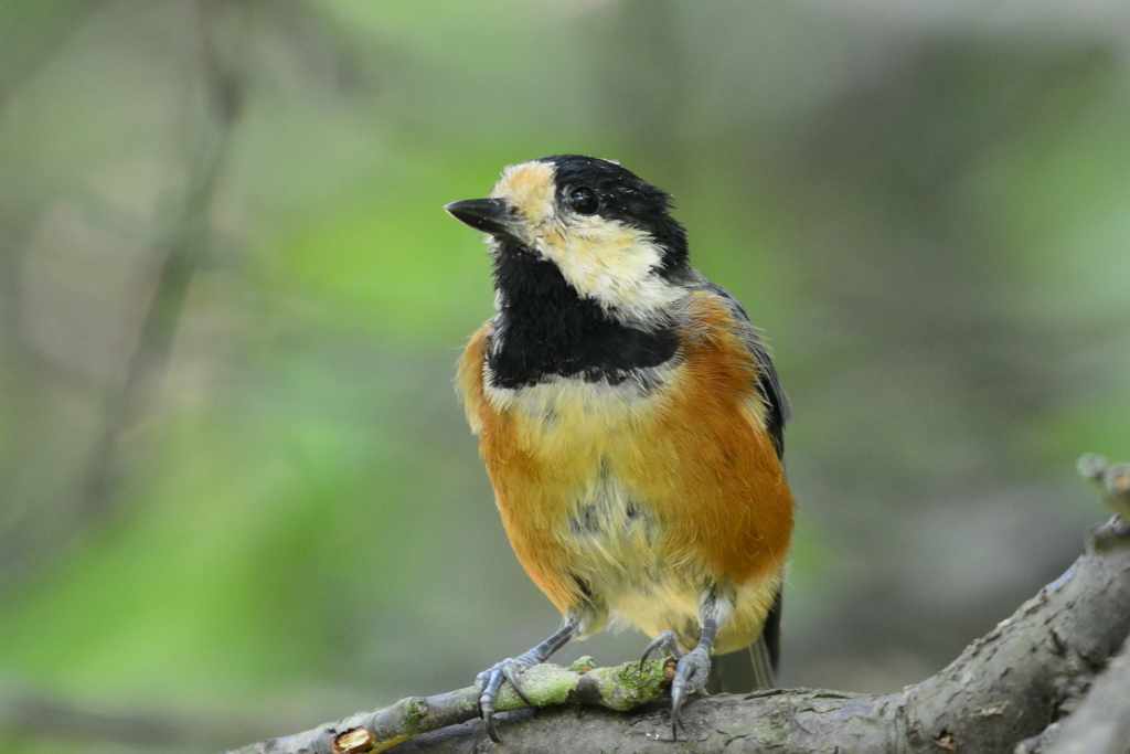 のんびり屋さん