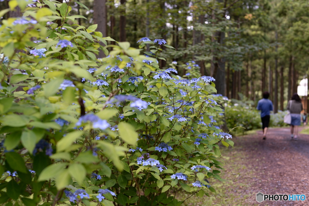 あじさいと歩く道