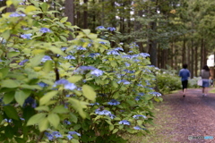 あじさいと歩く道