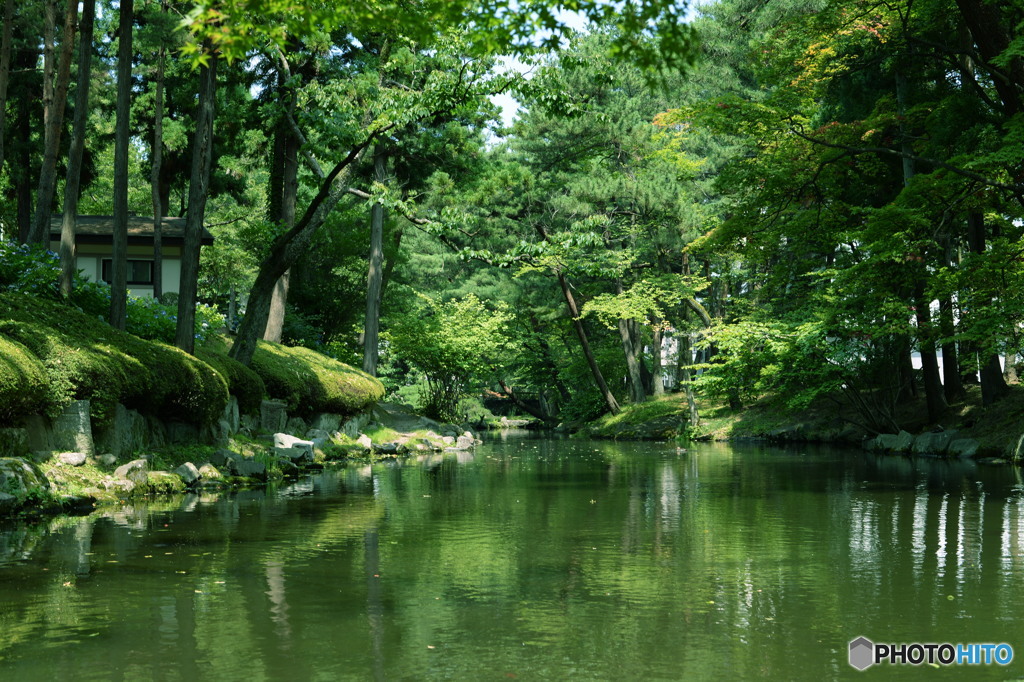夏の緑