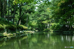 夏の緑