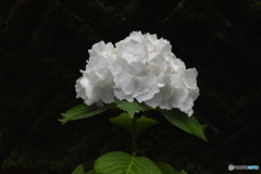 雨上がりの白花