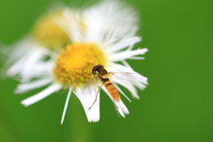 美味しいものに