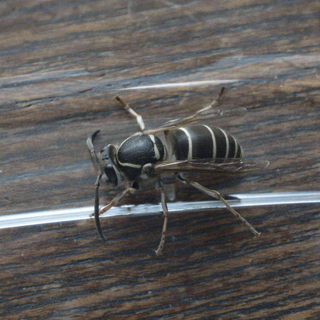 クロスズメバチ