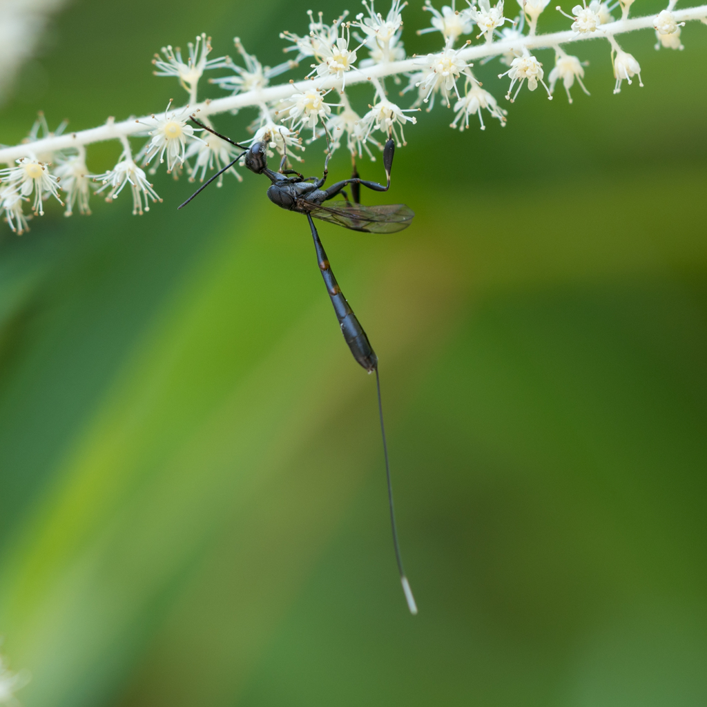 オオコンボウヤセバチ♀