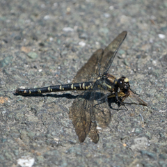 ムカシヤンマ♀