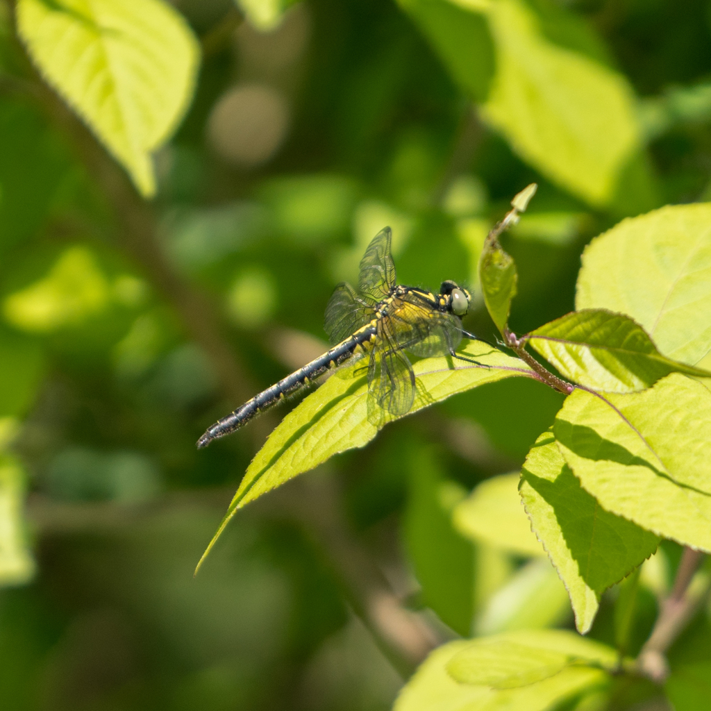 コサナエ♀