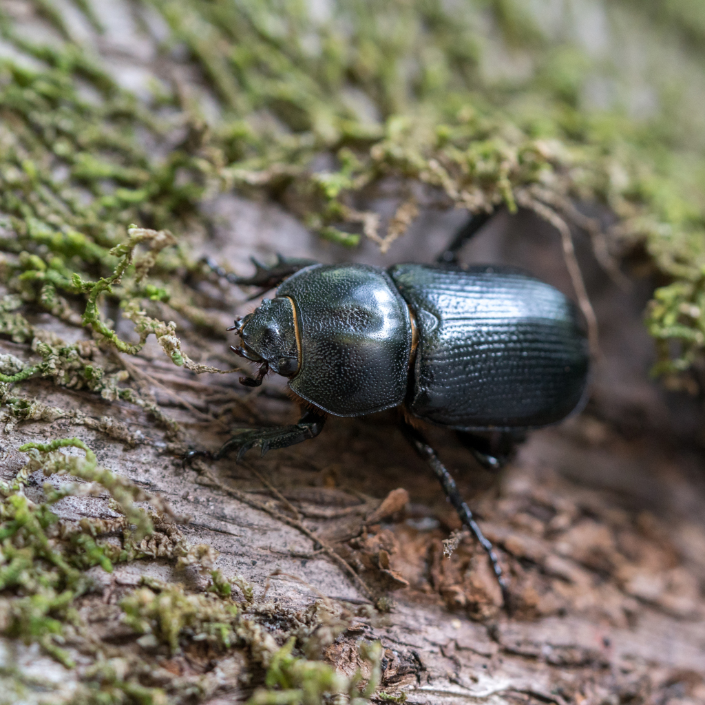 コカブト♀