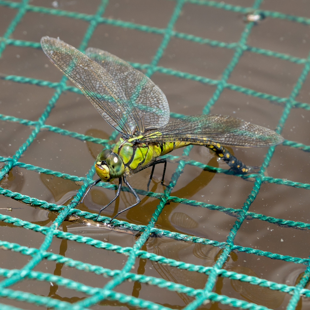 クロスジギンヤンマ♀