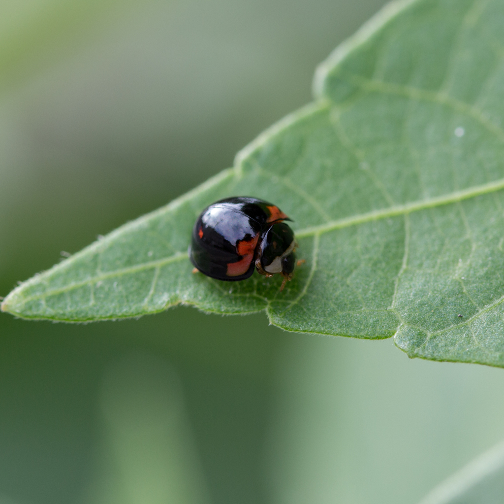 ダンダラテントウ