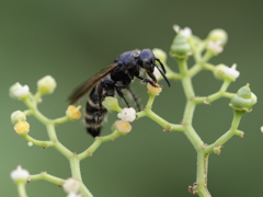 ヒメハラナガツチバチ♀