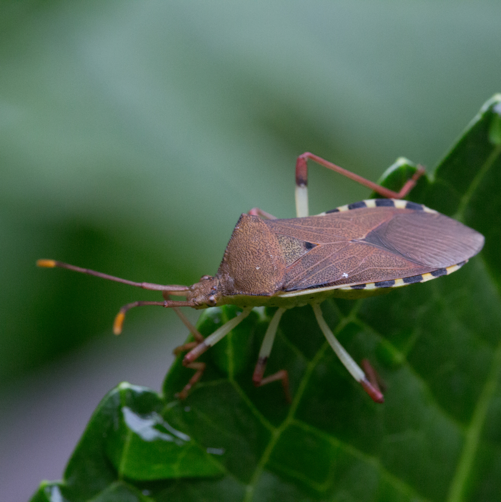キバラヘリカメムシ