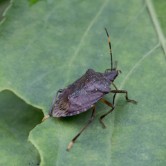 クサギカメムシ