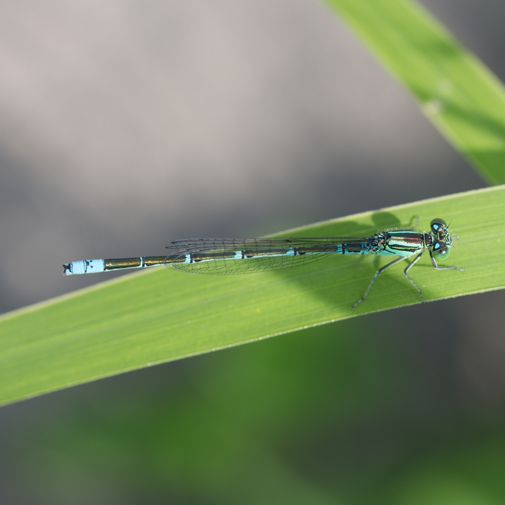 セスジイトトンボ♂