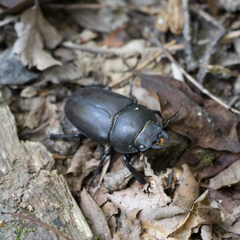ノコギリクワガタ♀