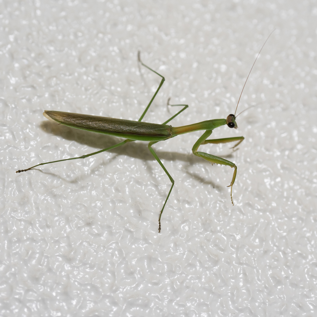 オオカマキリ♂（多分）