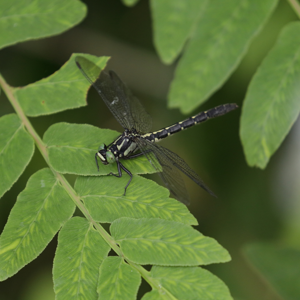 コサナエ♀
