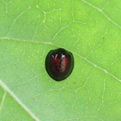 アカホシテントウ