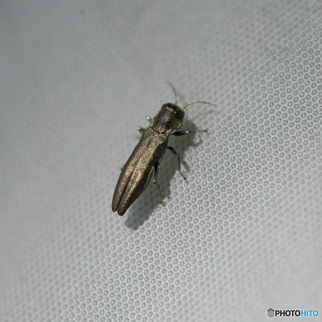ナガタマムシの一種