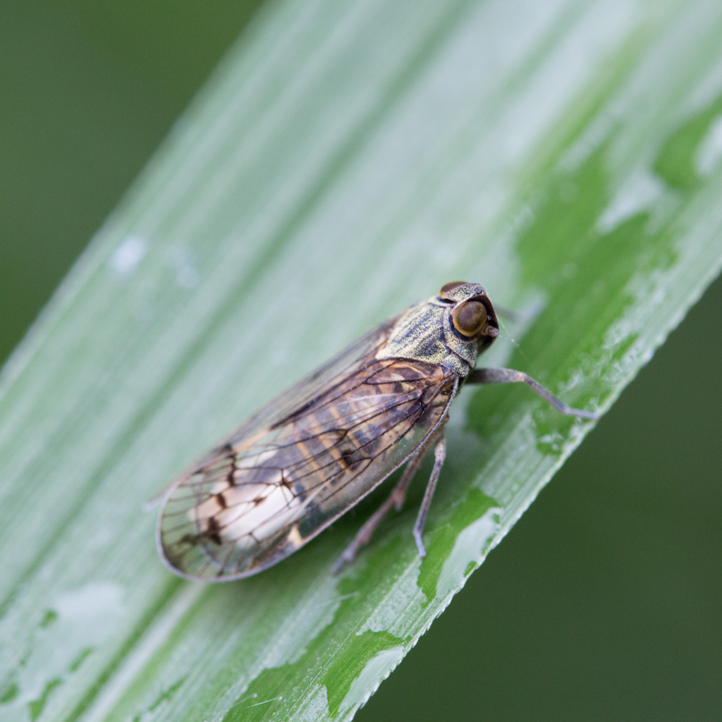 キガシラヒシウンカ