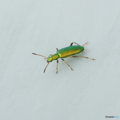 アオハムシダマシ
