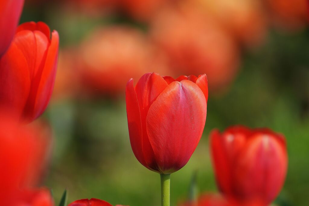 アイラブチューリップ