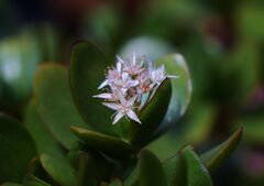 小花