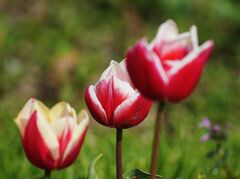 チューリップ