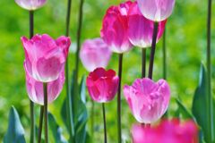 チューリップⅡ