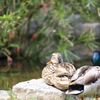 スナップ＠公園