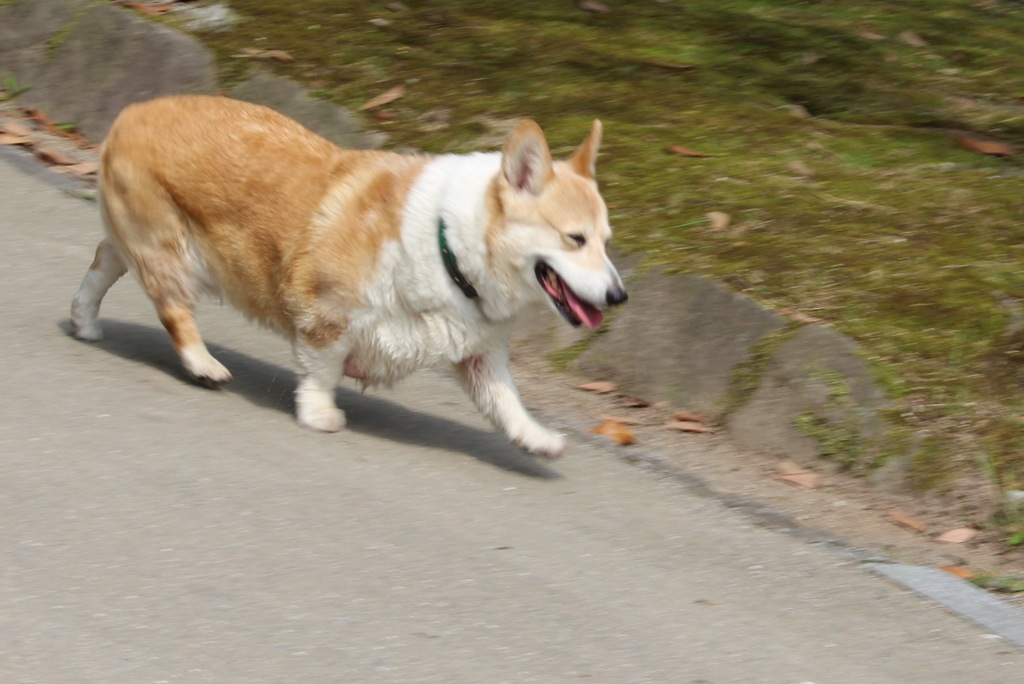 スナップ＠公園