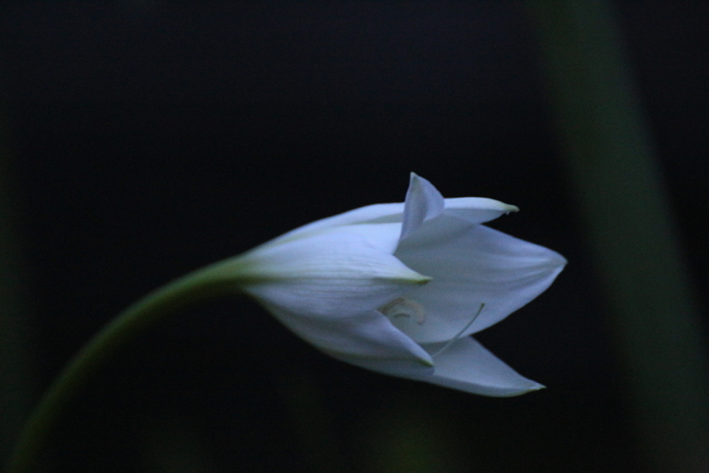七夕の夜空の下で