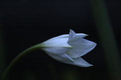 七夕の夜空の下で