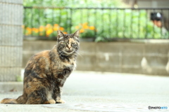 野良猫