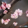 春の足音